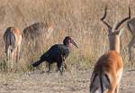 Zambia_450