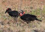 Zambia_452