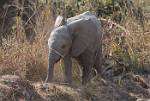 Zambia_455
