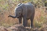 Zambia_456