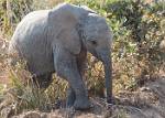 Zambia_457