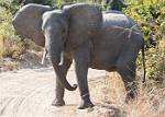 Zambia_460