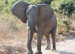 Zambia_461