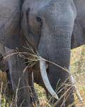 Zambia_462