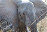 Zambia_463