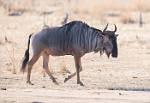 Zambia_464