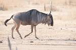 Zambia_465