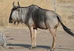 Zambia_466