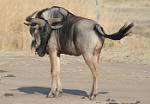 Zambia_467