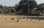 Zambia_468