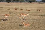 Zambia_469