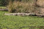 Zambia_476
