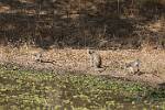 Zambia_479
